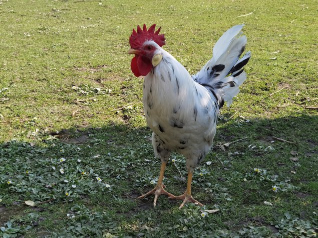 Oeuf FÉCONDE LEGHORN CAILLOUTEE