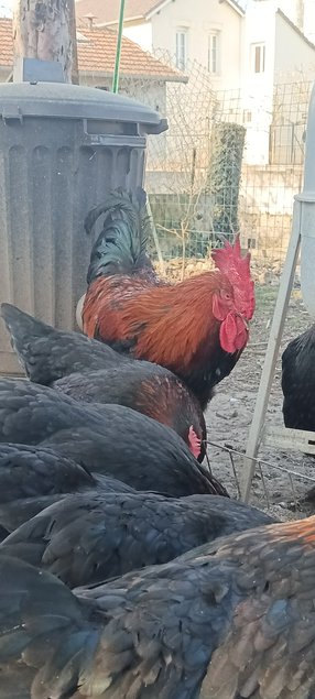 Marans Noire cuivré 🇨🇵