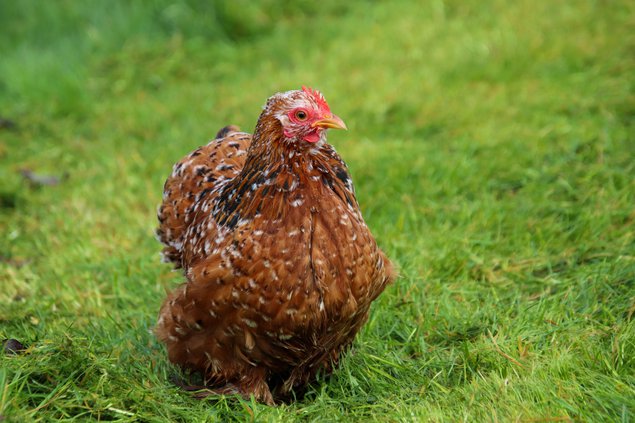 Œufs pékin mille fleur