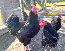 🐣Oeufs Fécondés Poule Sussex Tricolore "Porcelaine Rouge" 🐣