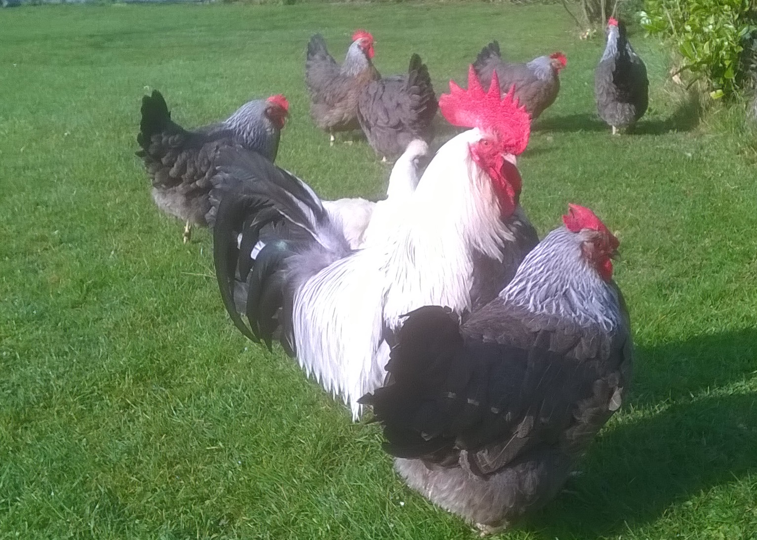 Dorking argenté saumoné - Coco-Eco