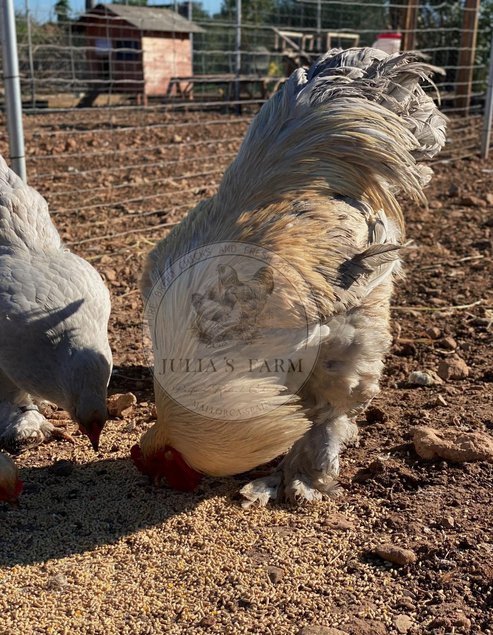 12 Huevos fertiles de brahma isabella