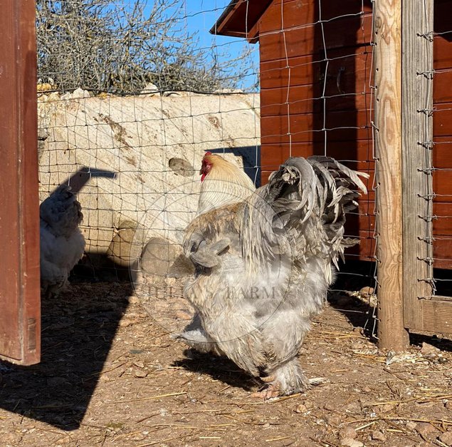 12 Huevos fertiles de brahma isabella