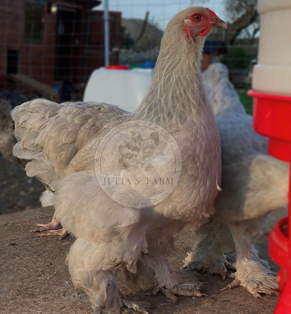 12 Huevos fertiles de brahma isabella