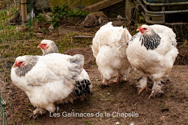 Brahma Blanc Herminé Noir