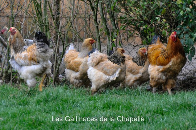 Brahma Fauve Herminée Noir/Bleu