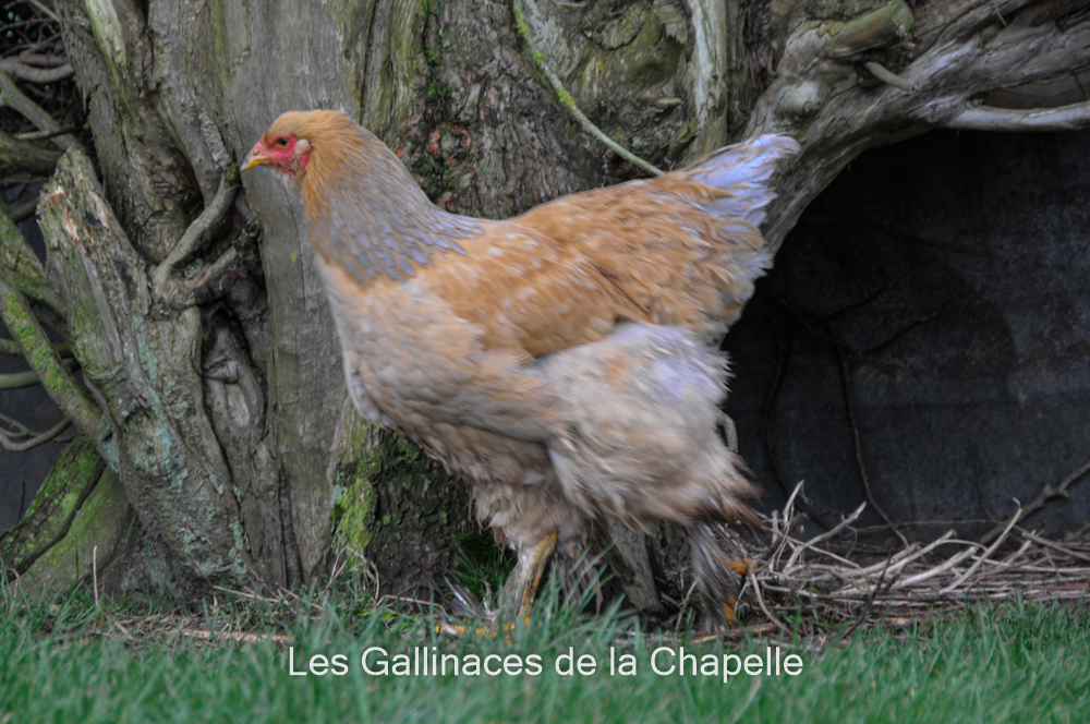 Brahma Fauve Herminée Noir/Bleu - Coco-Eco