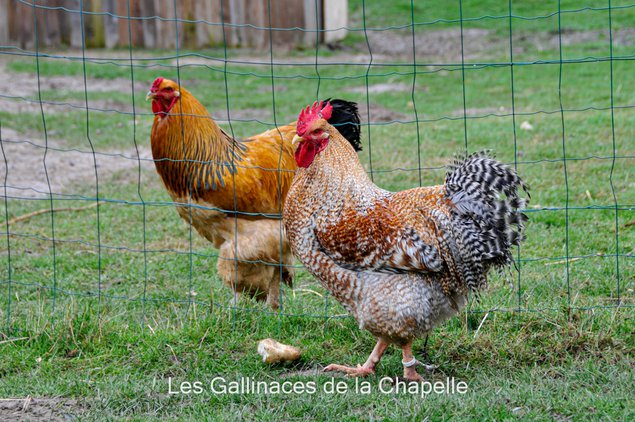 Bielefelder Coucou Doré Rouillé