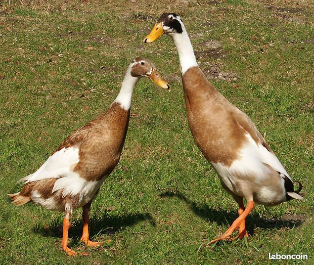 Oeufs fécondés de coureur indien panaché