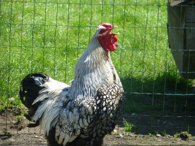 Oeuf FÉCONDE WYANDOTTE ARGENTEE GR CocoEco