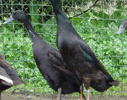 Oeuf FÉCONDE COUREUR INDIEN NOIR