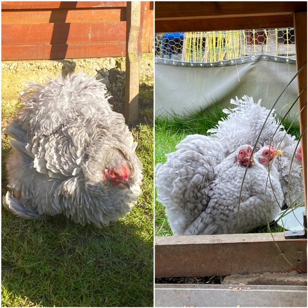 Pékin coucou gris perle lisse et frisée