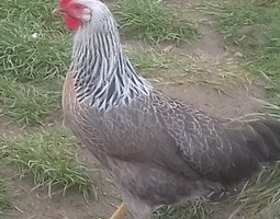 Leghorn argenté saumoné