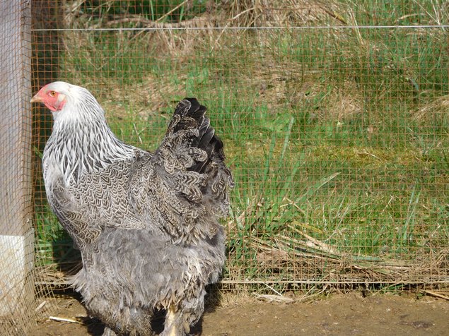 brahma perdrix maillé argenté