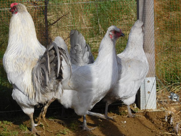 araucana anglais gris perle