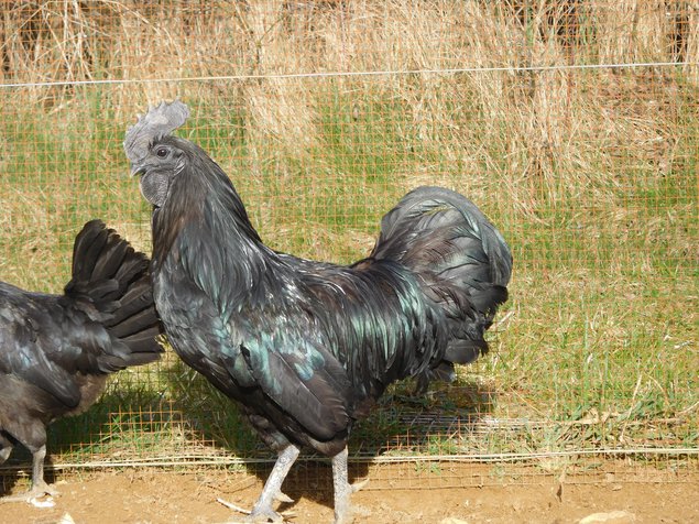 ayam cénami