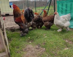 Oeufs fécondés de BRAHMA Perdrix Maillé Doré et Perdrix Maillé Doré Bleu - Grande Race