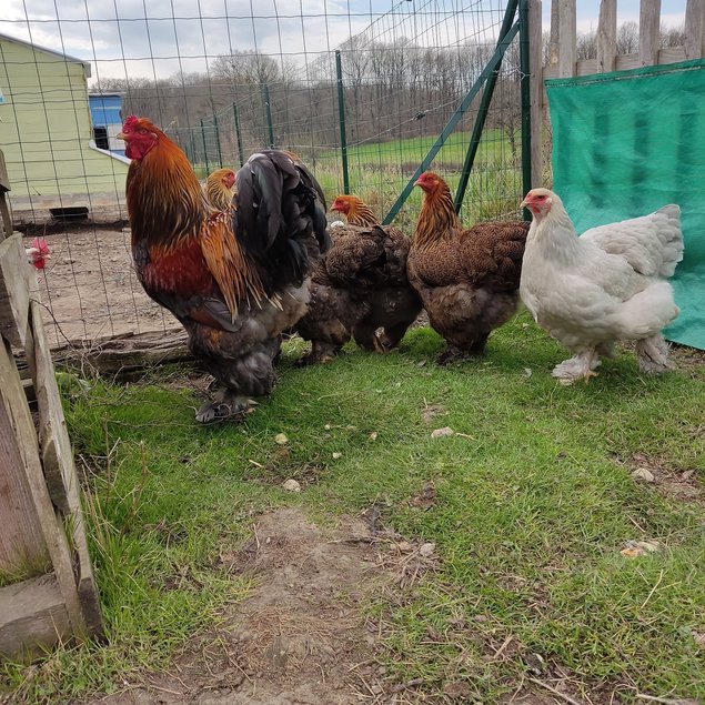 Oeufs fécondés de BRAHMA Perdrix Maillé Doré et Perdrix Maillé Doré Bleu - Grande Race