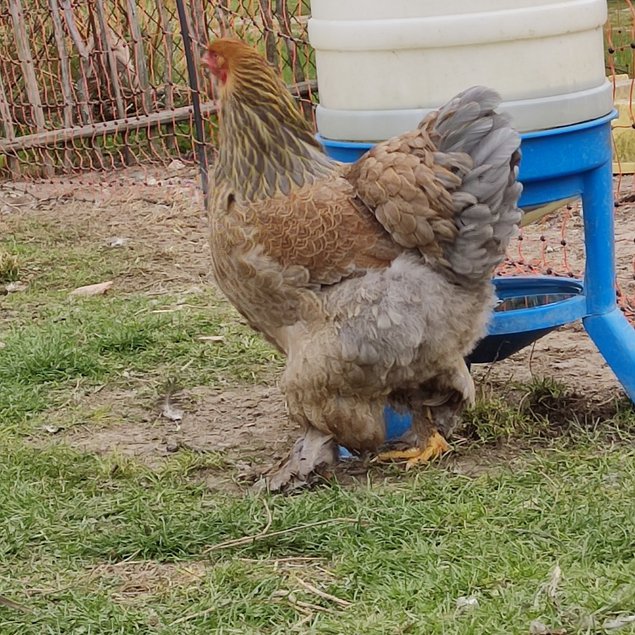 Oeufs fécondés de BRAHMA Perdrix Maillé Doré et Perdrix Maillé Doré Bleu - Grande Race