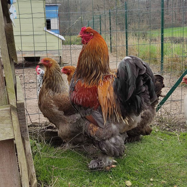 Oeufs fécondés de BRAHMA Perdrix Maillé Doré et Perdrix Maillé Doré Bleu - Grande Race