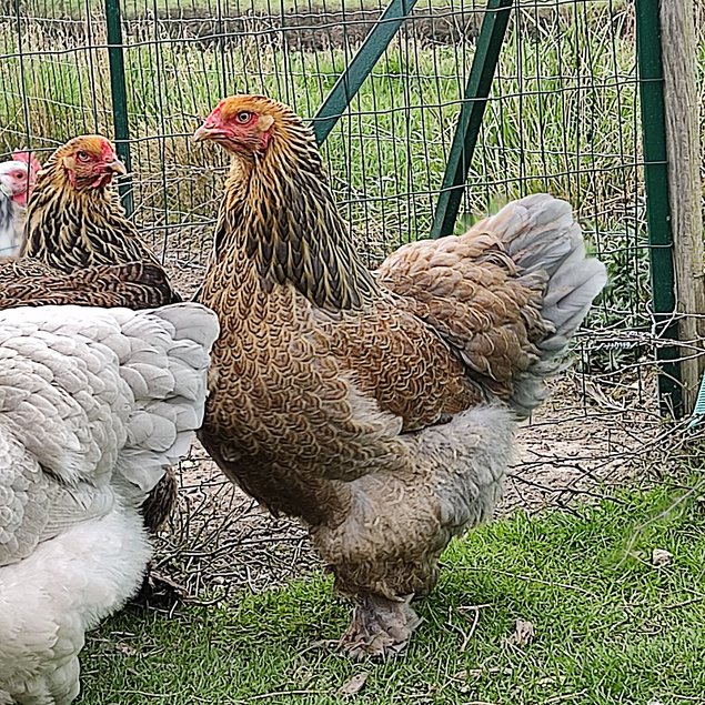 Oeufs fécondés de BRAHMA Perdrix Maillé Doré et Perdrix Maillé Doré Bleu - Grande Race