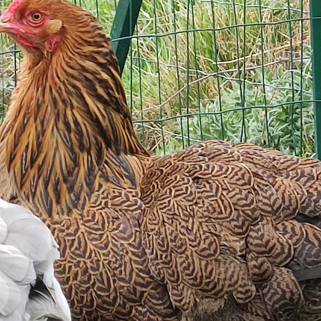 Oeufs fécondés de BRAHMA Perdrix Maillé Doré et Perdrix Maillé Doré Bleu - Grande Race