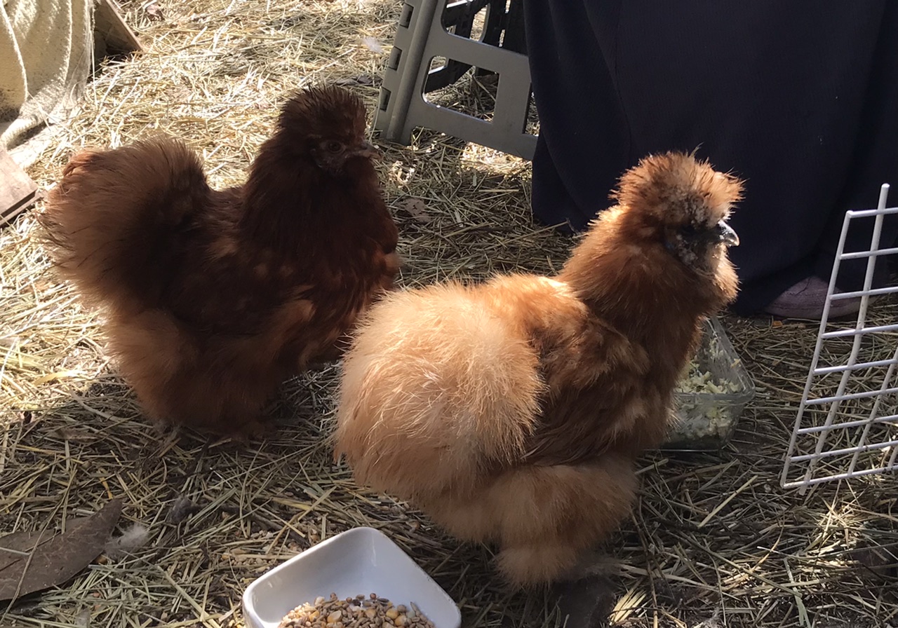 Oeufs fécondés de poules soie grande race barbu rouge fauve CocoEco