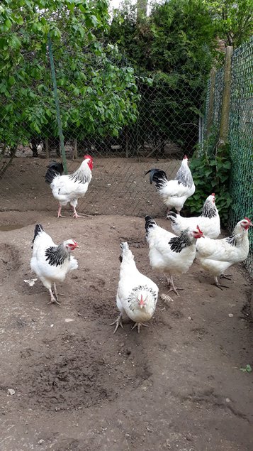 œufs à couver de Sussex BHN