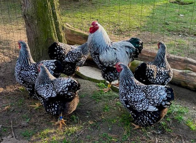 Œufs fécondés Wyandotte Argenté Liserés Noir GR