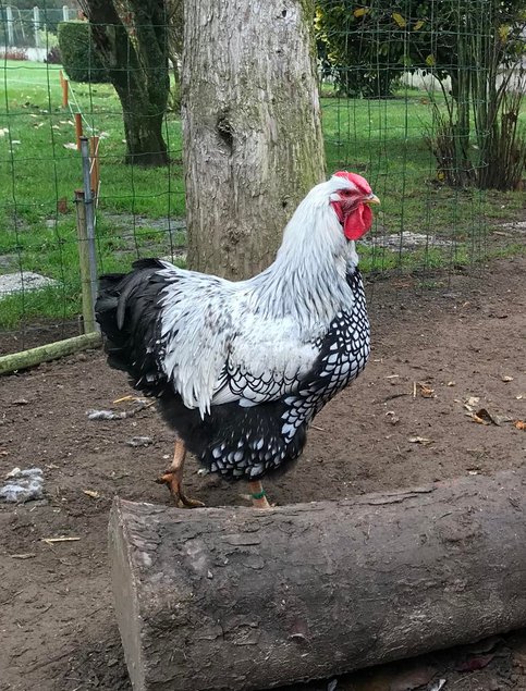 Œufs fécondés Wyandotte Argenté Liserés Noir GR