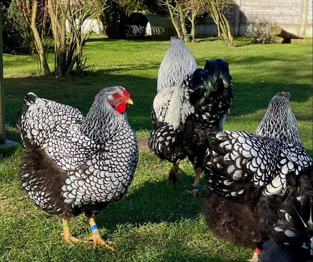 Œufs fécondés Wyandotte Argenté Liserés Noir GR