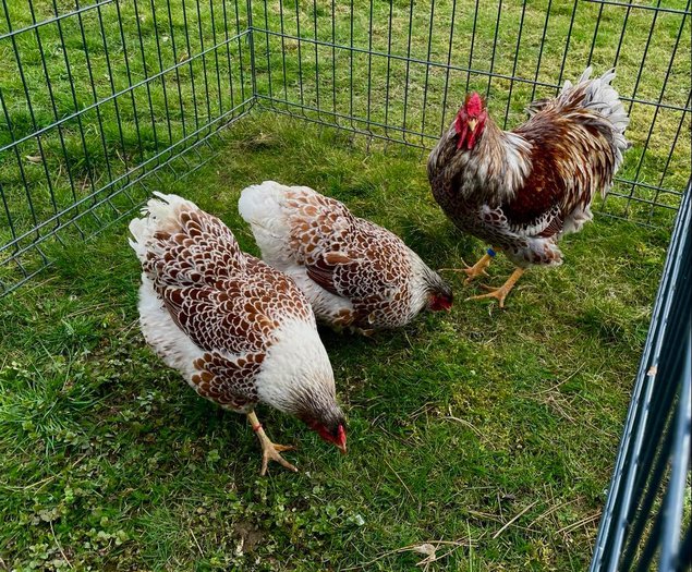 Œufs fécondés Wyandotte Doré Liserés Bleu et Blanc GR