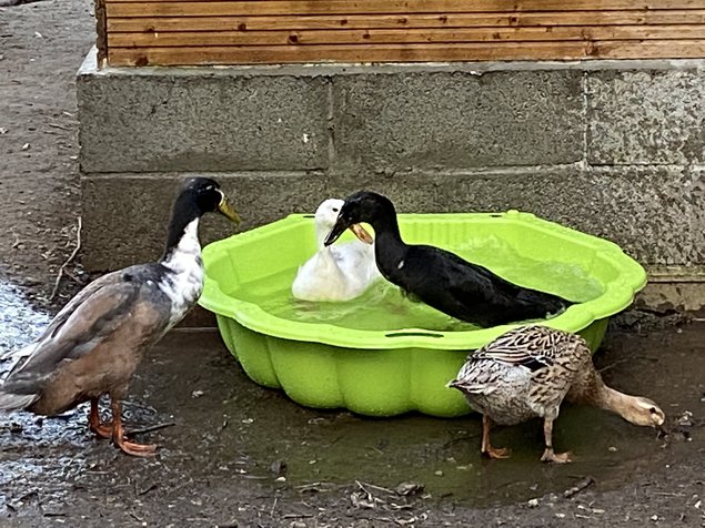 Lot de 6 Œufs fécondés de canards canne coureurs indien à pompon.