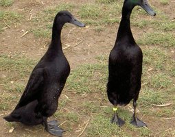 Oeufs fécondés Coureur Indien Noir