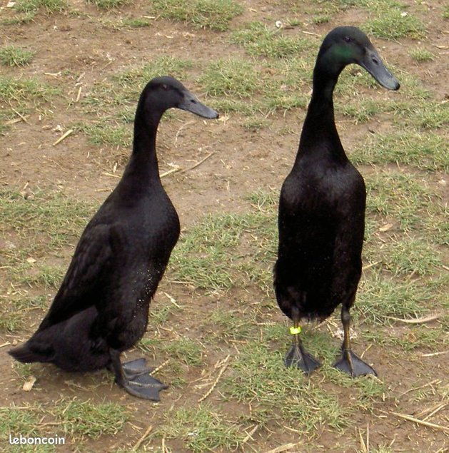 Oeufs fécondés Coureur Indien Noir