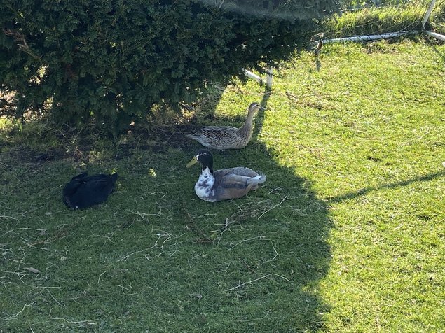 Lot de 6 Œufs fécondés de canards canne coureurs indien à pompon.