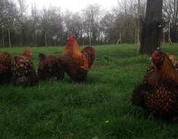 (LVDC) Orpington GR Fauve liseré noire (ODAL)