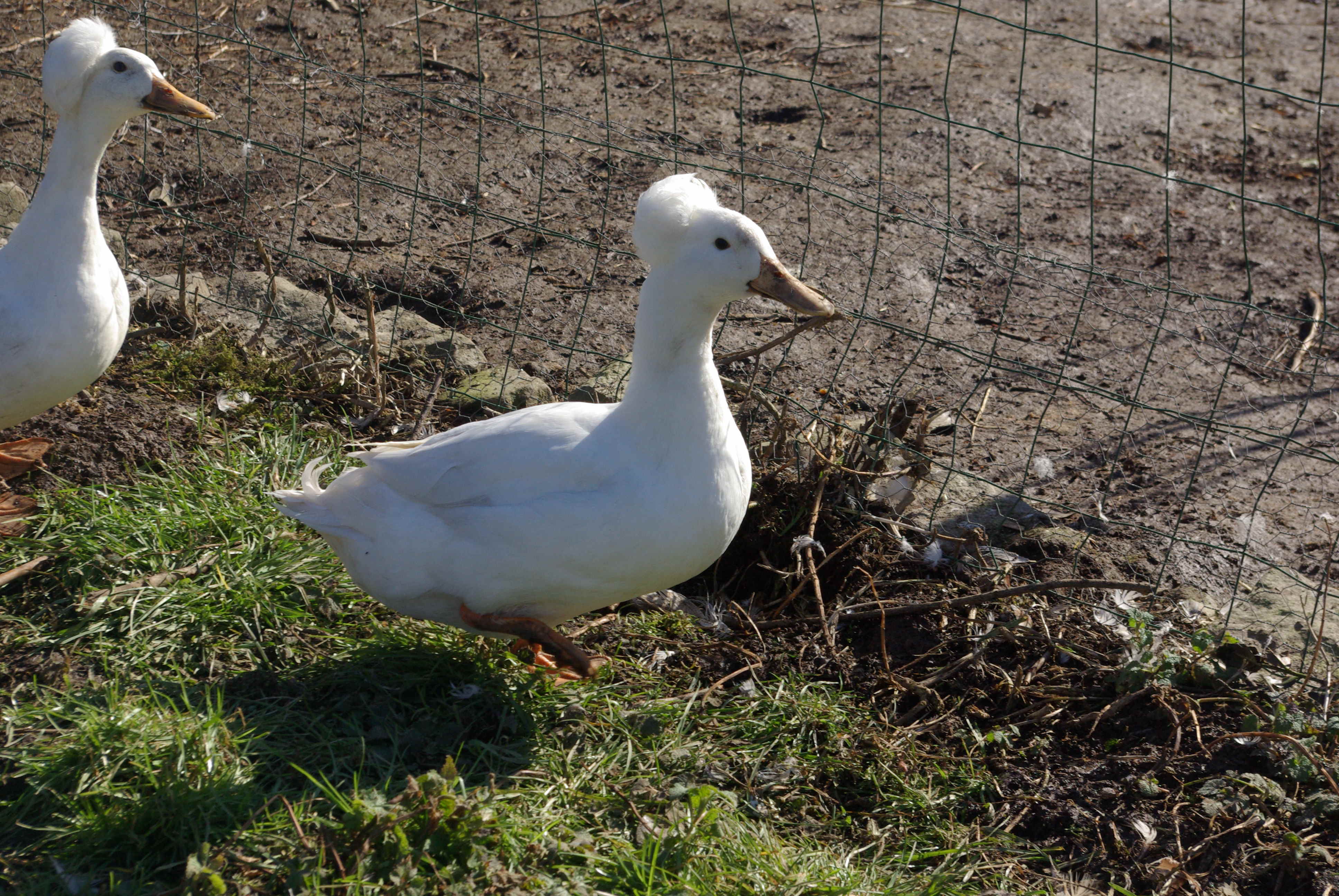 Canard pompon blanc • Élevage et vente de canards de surface