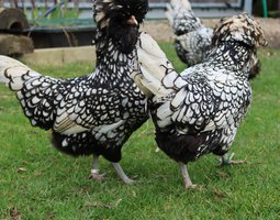 Oeufs de Padoue argenté