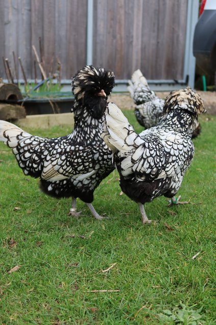 Oeufs de Padoue argenté