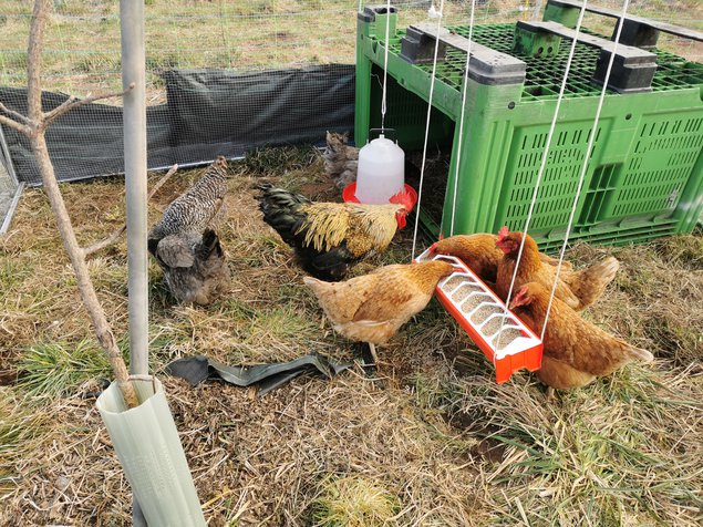 OEUF A COUVER POULES PONDEUSES