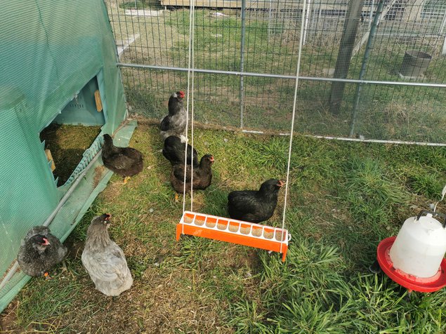 OEUF A COUVER ARAUCANA BLEU/NOIRE