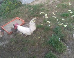 Leghorn blanche