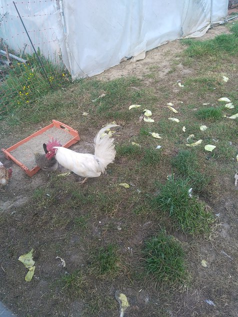 Leghorn blanche