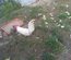 Leghorn blanche