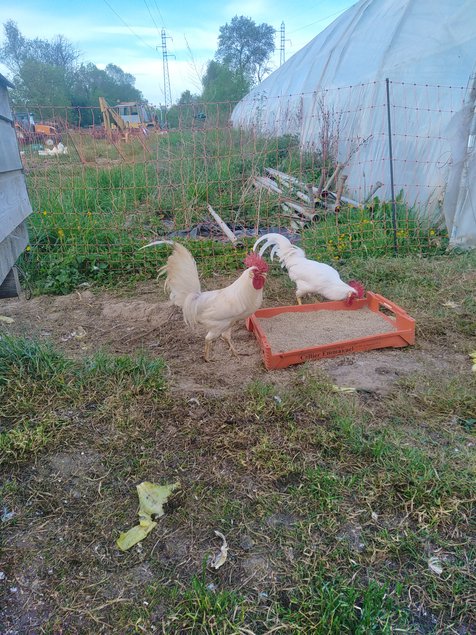 Leghorn blanche