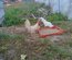 Leghorn blanche