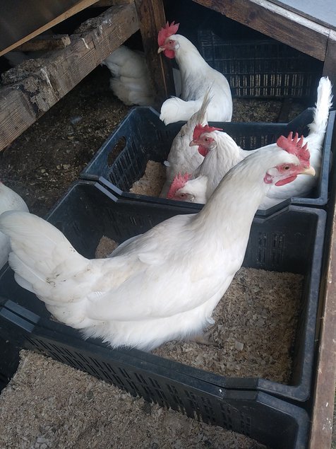 Leghorn blanche