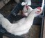 Leghorn blanche