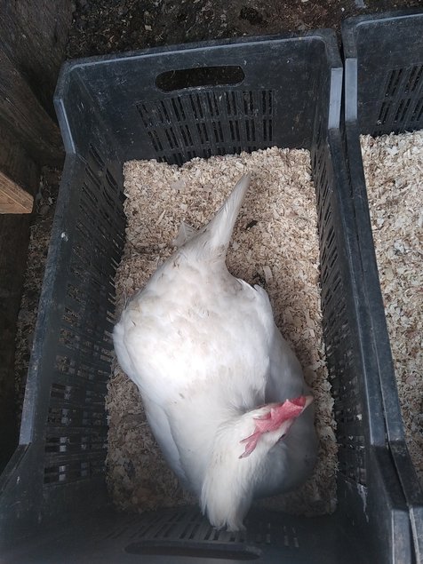 Leghorn blanche